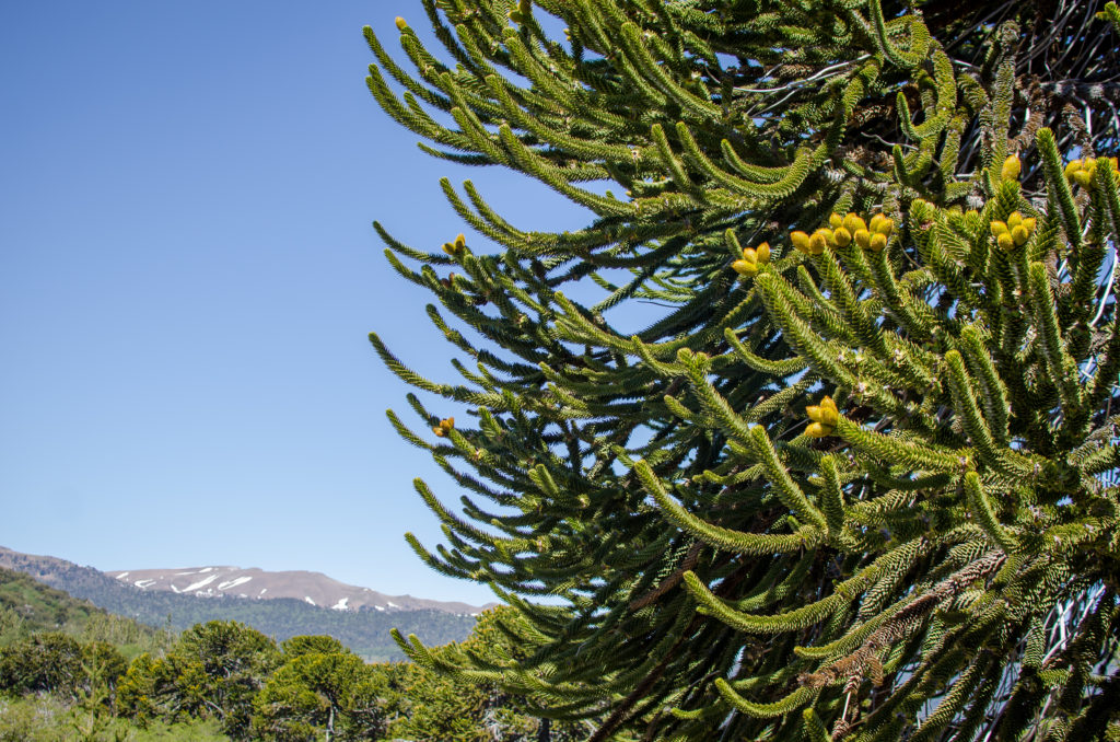 araucaria tree hiking with kids in pucon