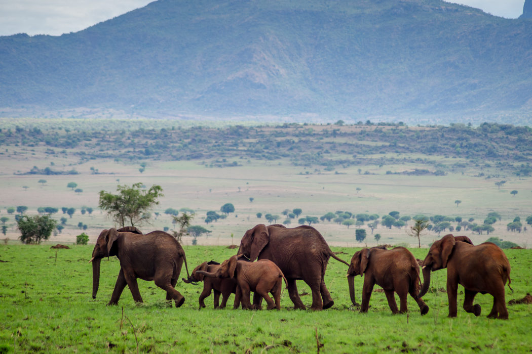 Kidepo Valley National Park: Uganda’s Hidden Gem