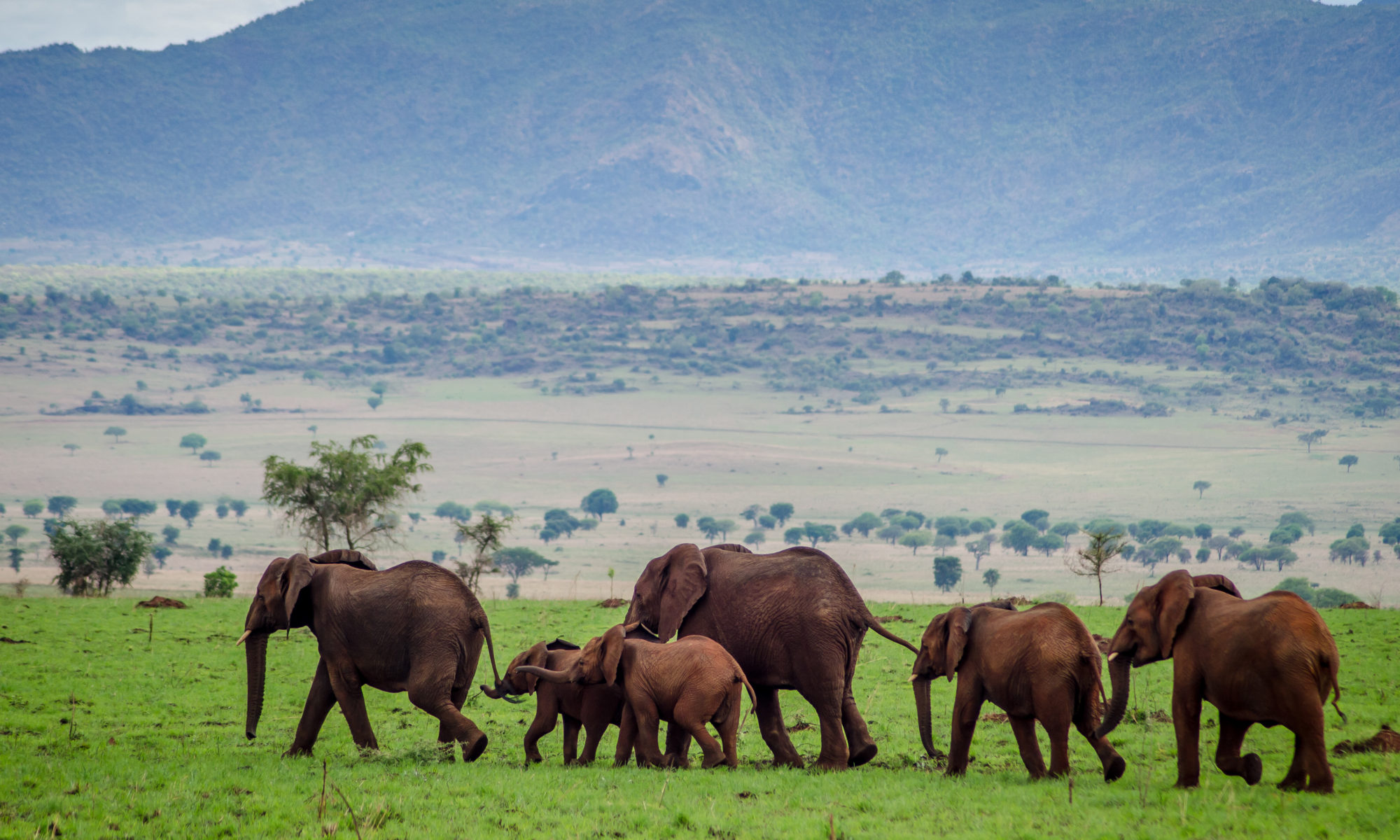 Uganda: Kidepo Valley National Park - The Driftwoods Family