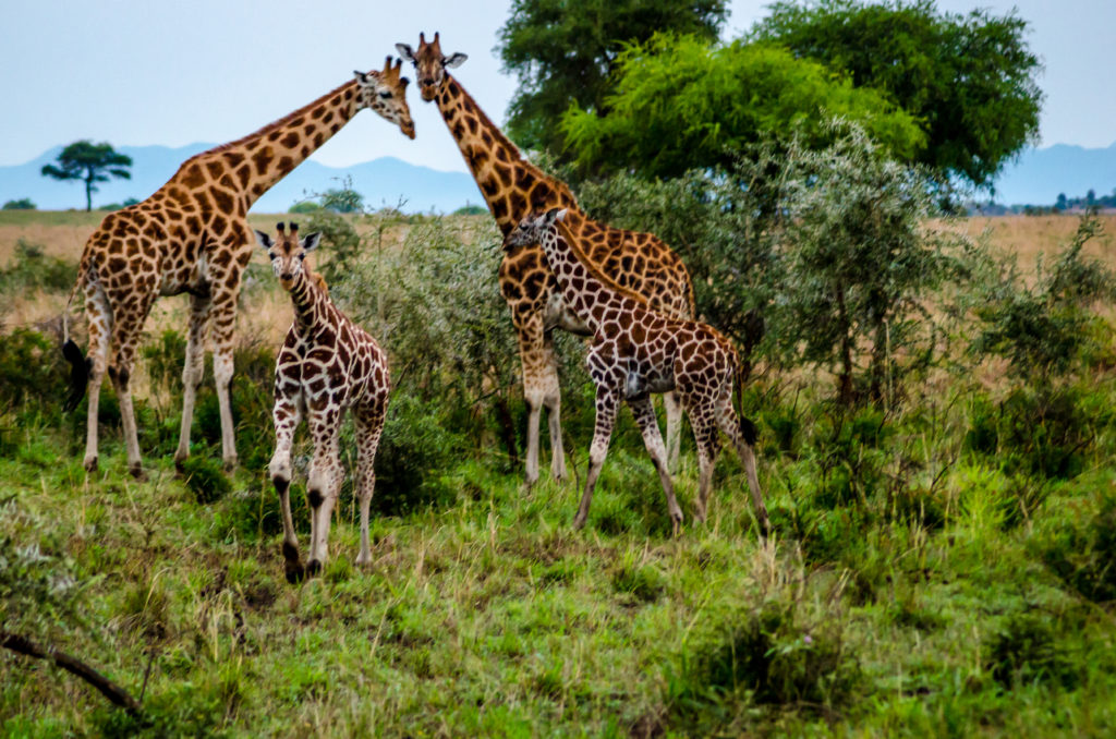 Kidepo Valley National Park, Uganda | Guide for a Family Safari in Uganda's remote park #safari #uganda #kidepovalleynationalpark #familysafari #driftwoodsfamily