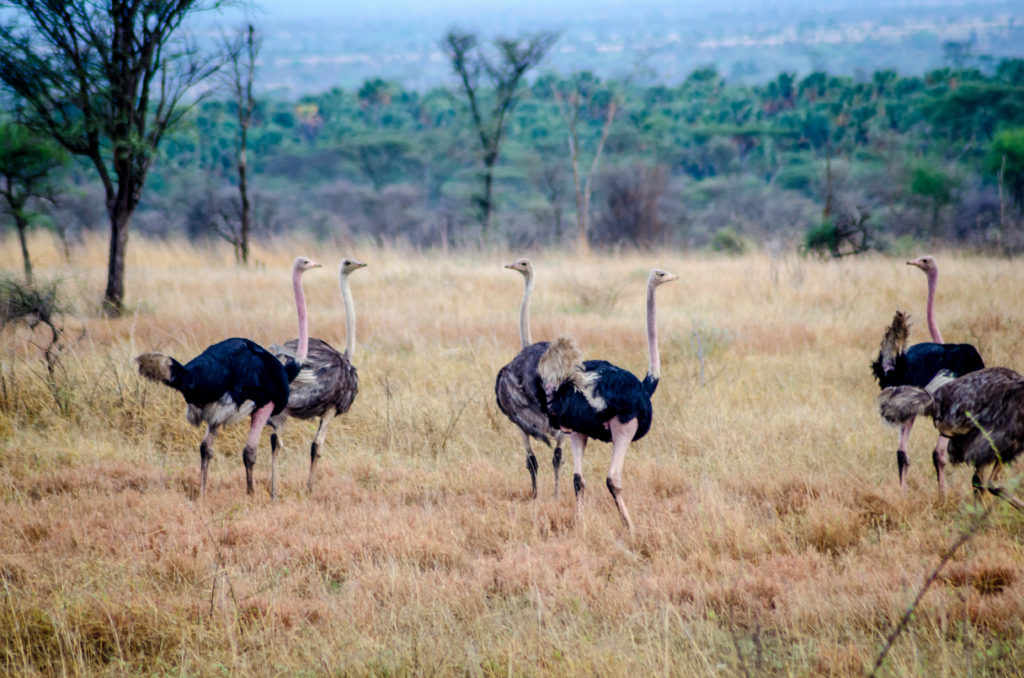 kidepo valley national park safari ostrich