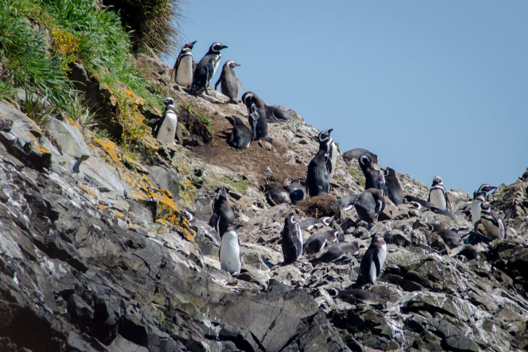 The Penguins of Chile: Chiloe Island