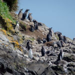 Penguins of Chiloe, Chile: The Complete Guide | #chiloe #penguins #chile #familyvacation