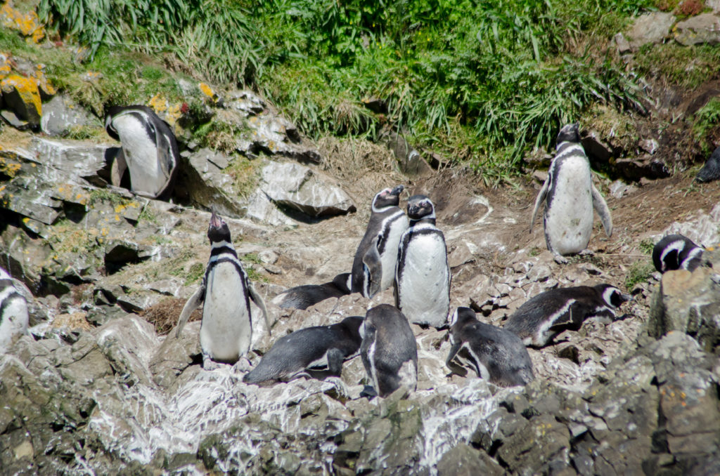 Penguins of Chiloe, Chile: The Complete Guide | #chiloe #penguins #chile #familyvacation