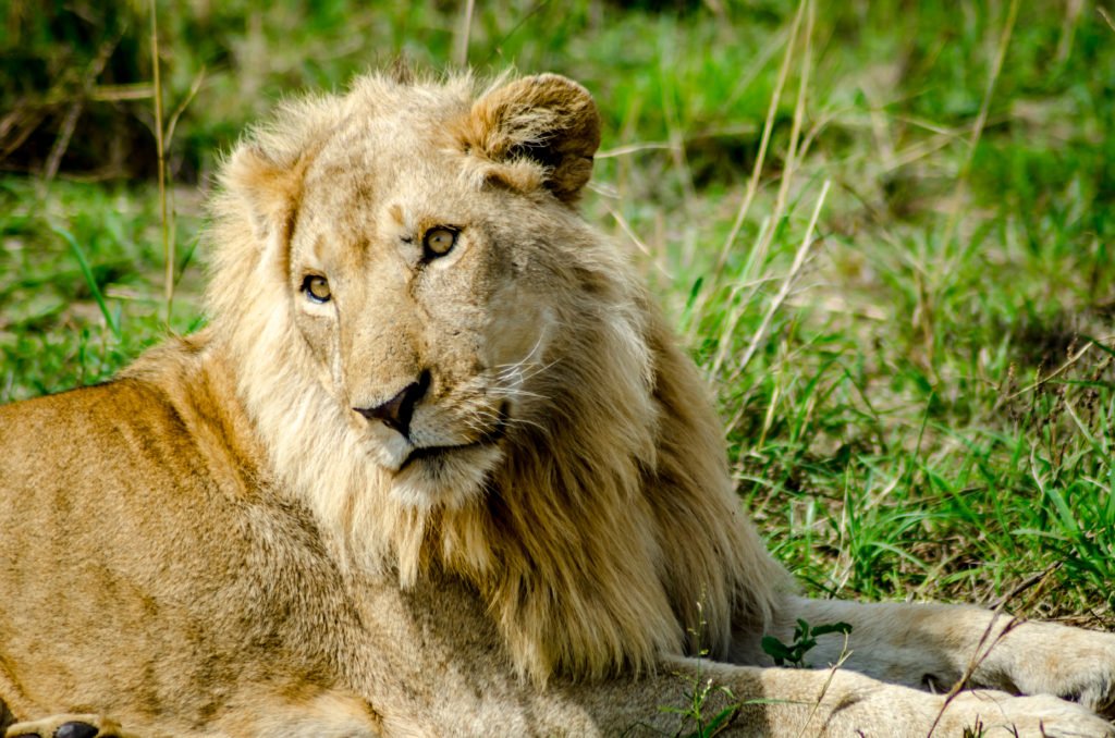 kidepo valley national park safari lions