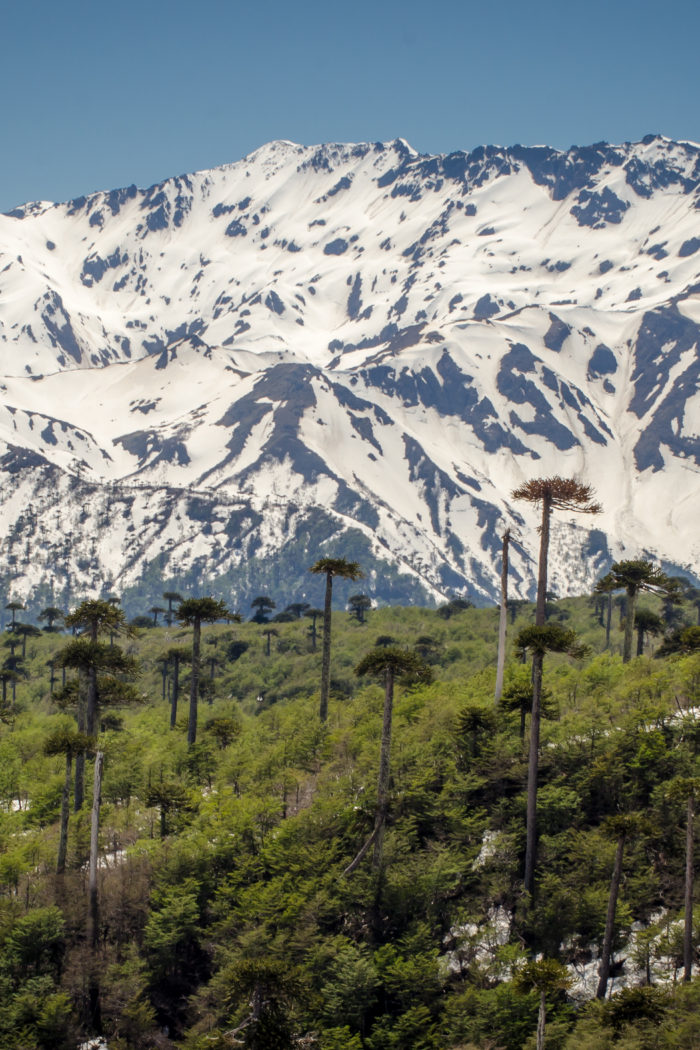 Hiking in Malalcahuello, Chile