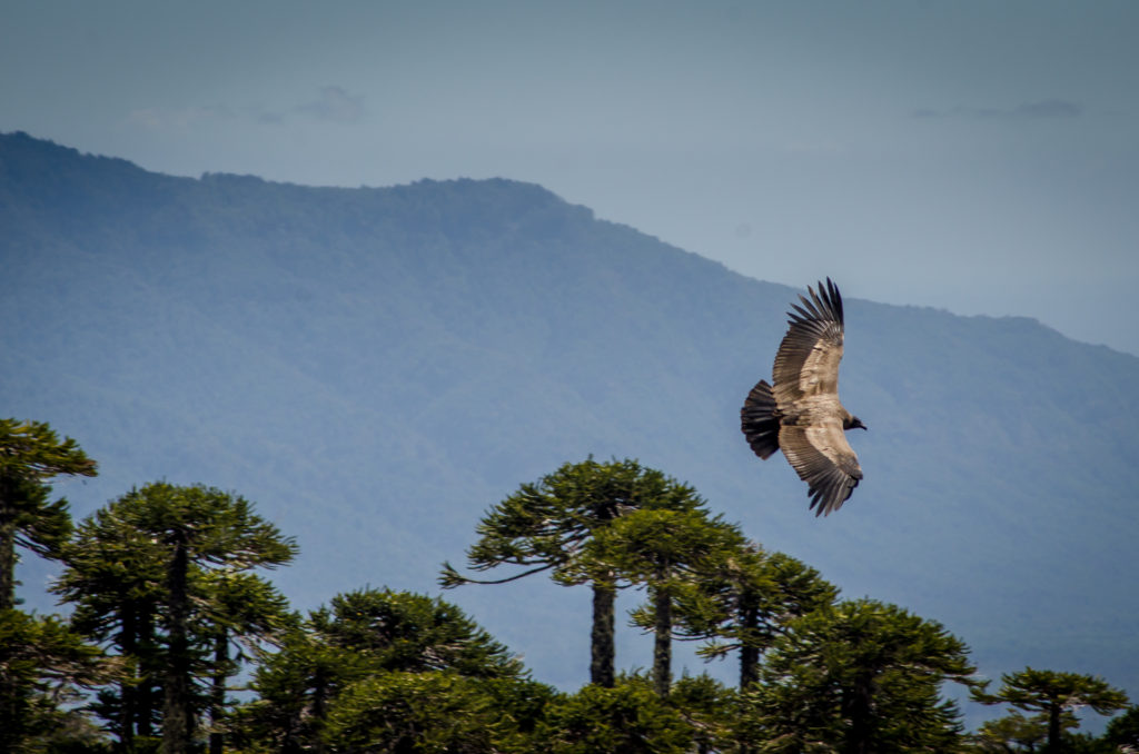 Andean Condor, Conguillio National Park