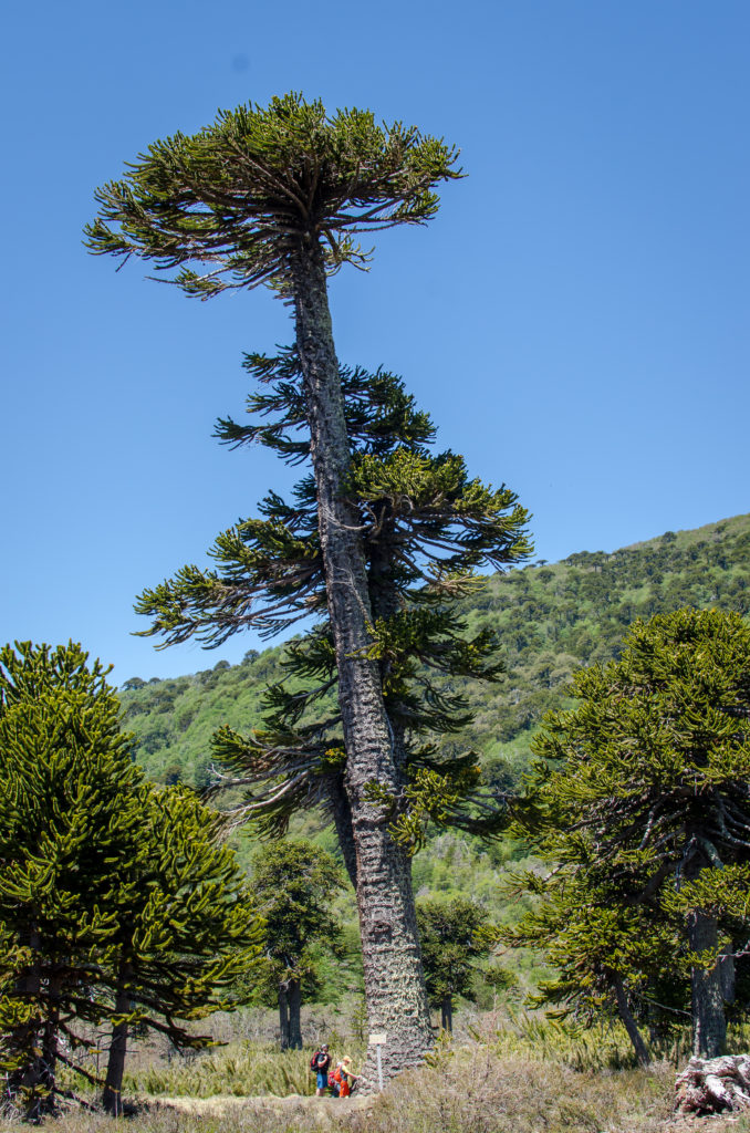 1,000 year old araucaria tree