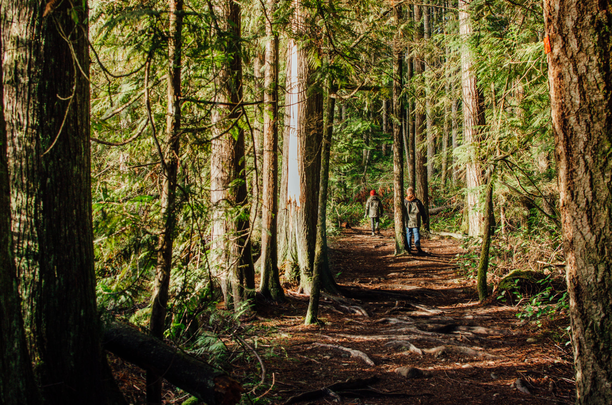 Top 5 Nanaimo Hikes - The Driftwoods Family